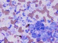 Listeria (cat)