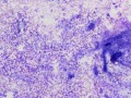 Listeria (cat)