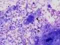 Listeria (cat)