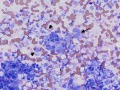 Listeria (cat)