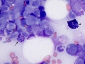 AML-M4  marrow (dog)
