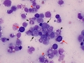 AML-M4 marrow (dog)