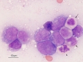 AML-M4 marrow (dog)
