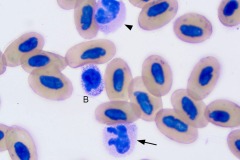 Salamander blood