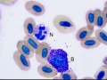 Hellbender neutrophil & basophil
