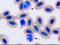 Hellbender neutrophil & basophil
