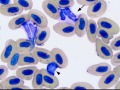 Hellbender neutrophil & lymphocyte
