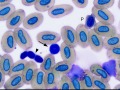 Hellbender thrombocyte polychromatophil