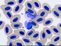 Hellbender neutrophil & monocyte
