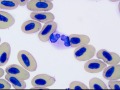 Hellbender toxic neutrophil