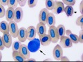 Hellbender reactive lymphocyte