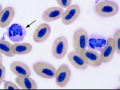 Hellbender neutrophils