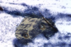 Amphibian cytology