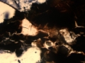 Frog feces