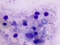 Various organisms (skin)