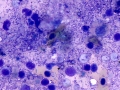 Various organisms (skin)