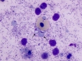 Various organisms (skin)