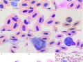 Avian parasite compilation