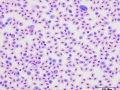 Mixture of parasites