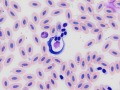 Trypanosome
