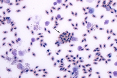 Avian RBC
