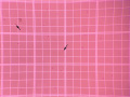 Eosinopette