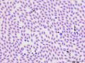 Motmot: Leukocytes