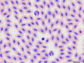 Motmot: Eosinophil & thrombocyte