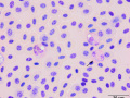 Motmot: Eosinophil & heterophil