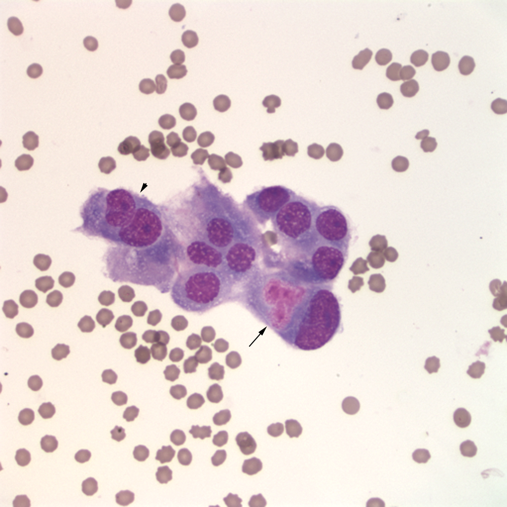 What Is Transitional Cell Carcinoma In Dogs