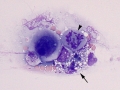 Urothelial carcinoma (cat)