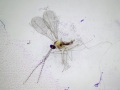 Unwanted intruder: Mosquito