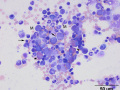 Erythroid hypoplasia (cat)