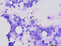 Erythroid hypoplasia (cat)