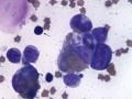 Hemophagocytic lymphohistiocytosis (cat)
