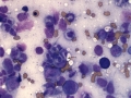 Hemophagocytic lymphohistiocytosis (cat)