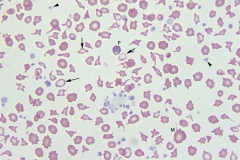 Ruminant blood