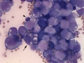 Lymphoma (goat)
