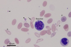 Camelid blood