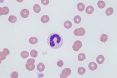 Canine blood