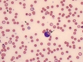 Erythrophage