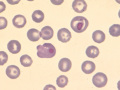 Distemper (DQ)