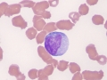Monocyte
