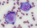 Lymphoma (cat)