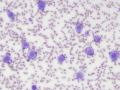 Lymphoma (cat)
