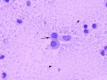 Chylous effusion (cat, new methylene blue, NMB)