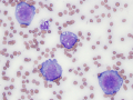 Lymphoma (cat)