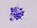 Chylous effusion ( cat, NMB)