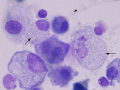 Chylous effusion ( cat, NMB)