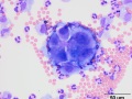 Neoplastic effusion (dog)